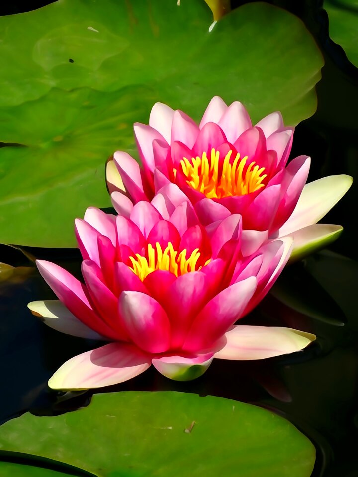 Flower water blooming flowers water