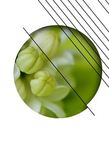 Plant bud pattern
