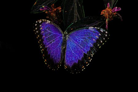 Digital art photograph