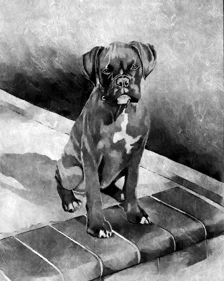 Pet boxer dog animal