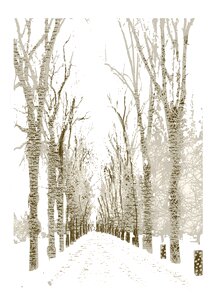Trees path Free illustrations