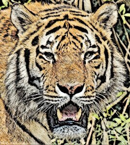 Predator cat big cat