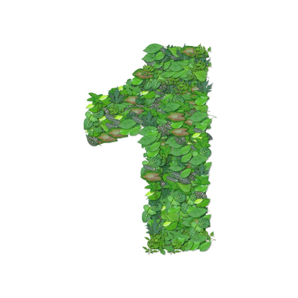 Environment nature leaf