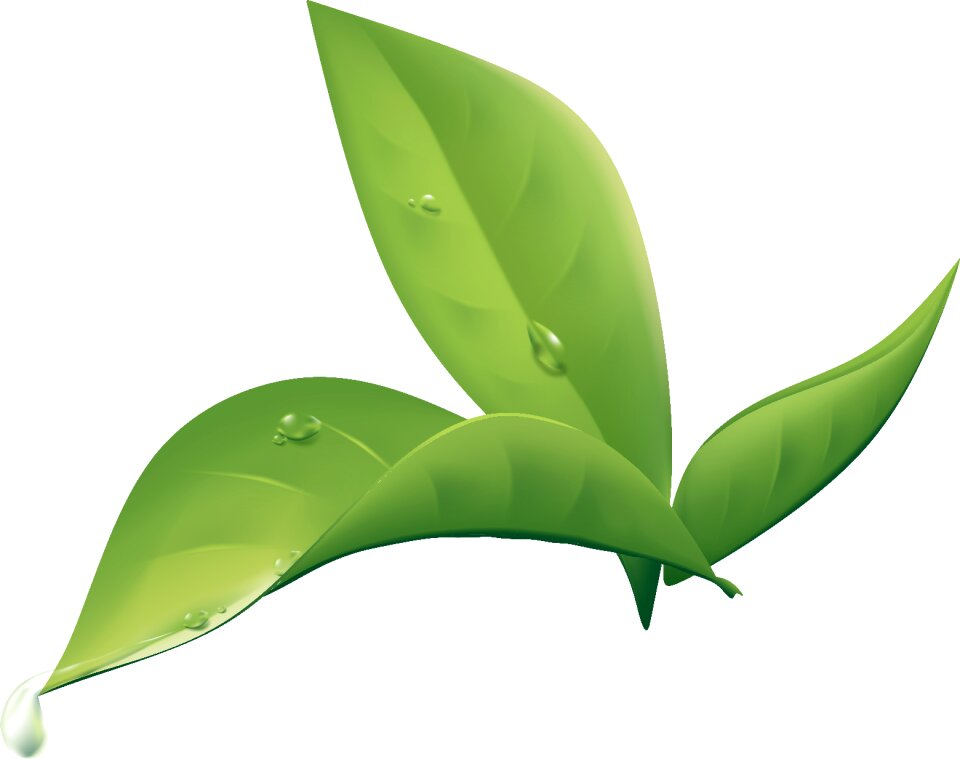 Nature green foliage wet