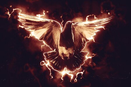 Dove feathers Free illustrations