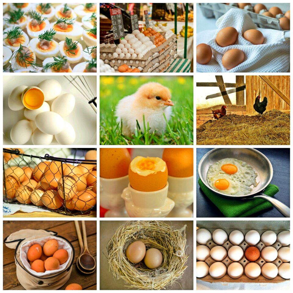 Chicks nest animal product