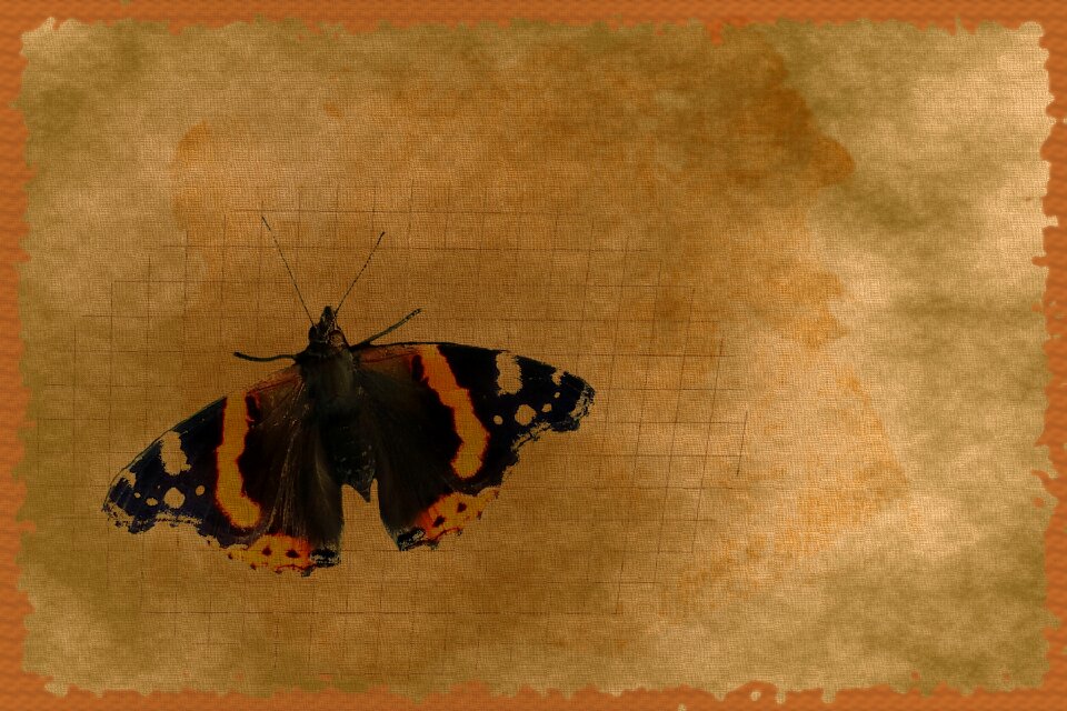 Butterfly postkartenmotiv brown