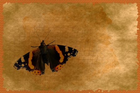 Butterfly postkartenmotiv brown