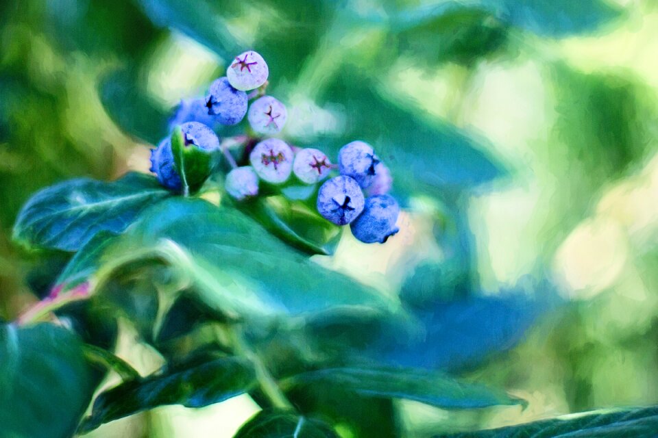 Fruit nature blueberry