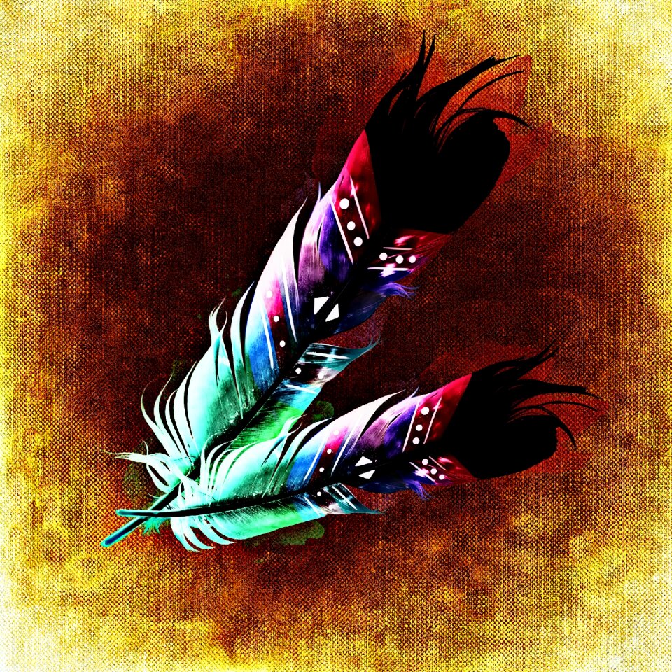 Plumage colorful Free illustrations