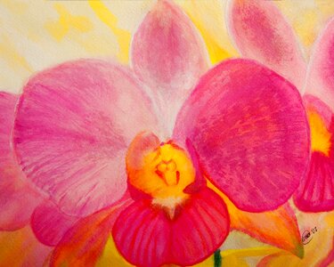 Petal pink watercolor