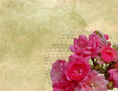 Flowers rose map