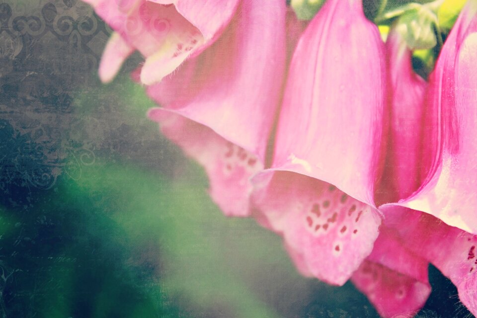 Plant blossom bloom