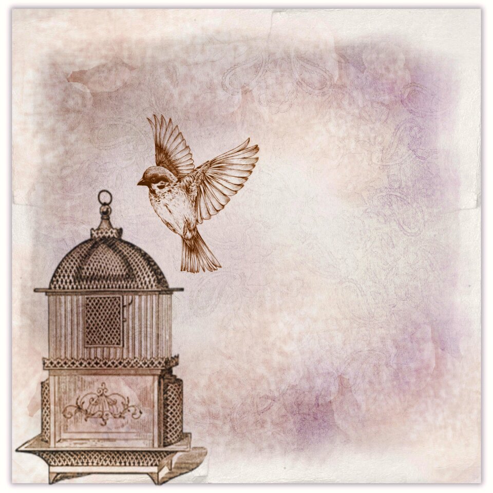 Bird cage bird cage