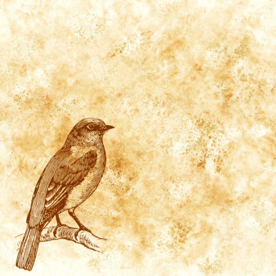 Bird branch grunge