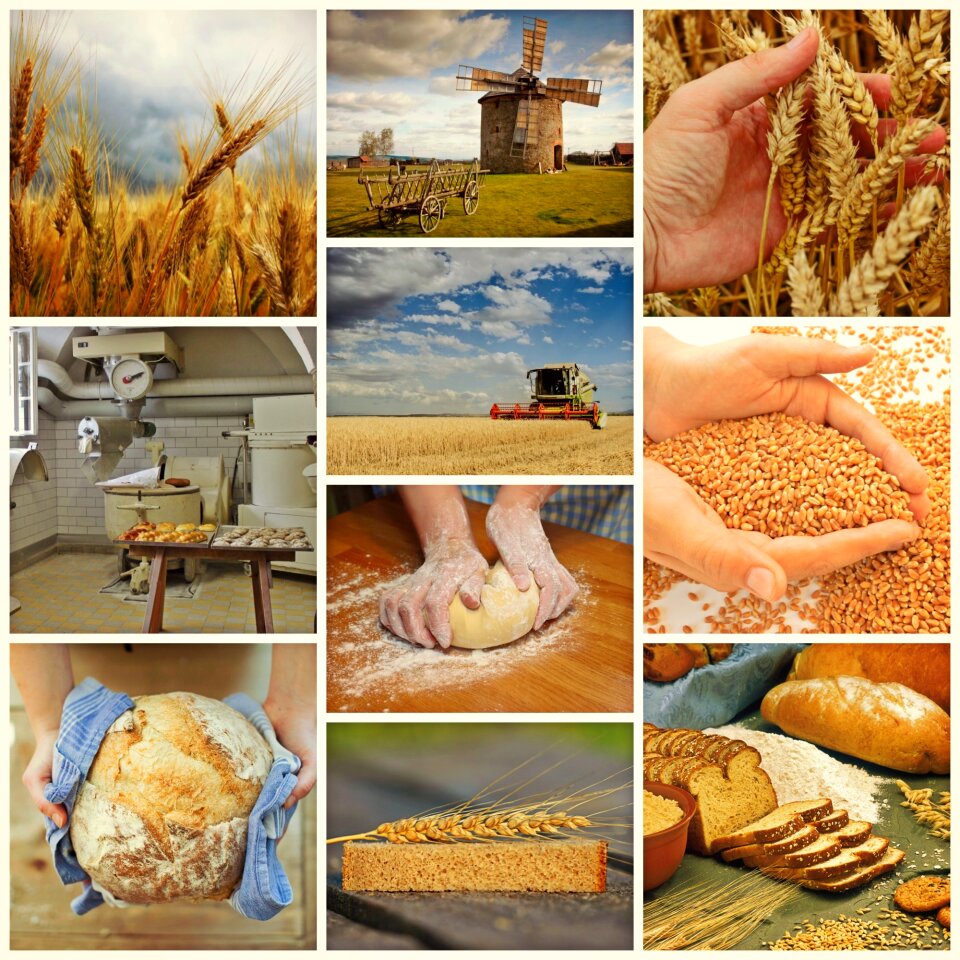 Wheat bake bread craft