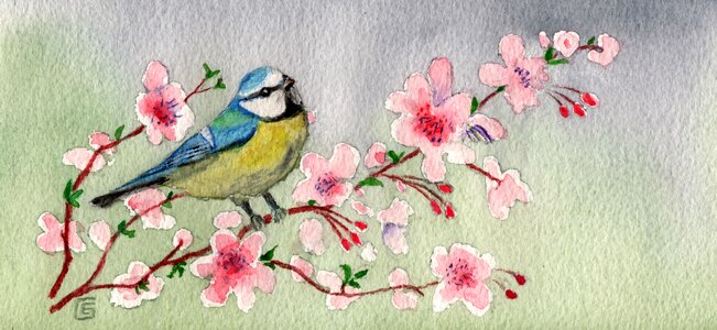 Cherry blossom blue tit Free illustrations
