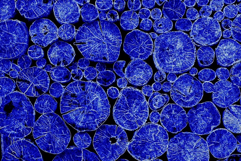 Blue wood botanical