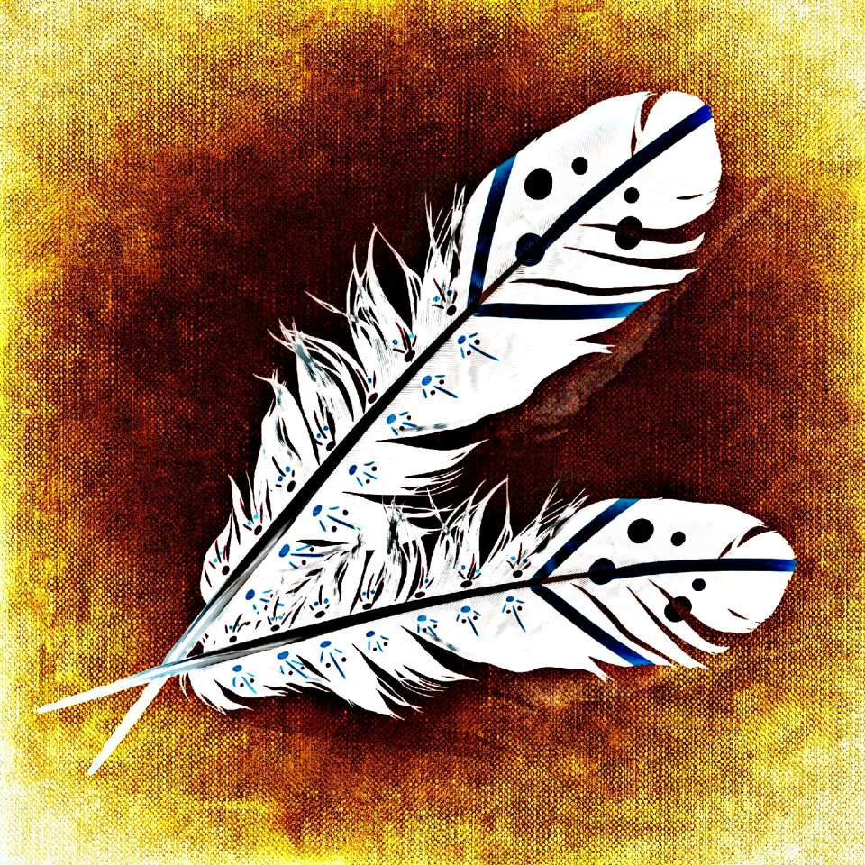 Plumage colorful Free illustrations