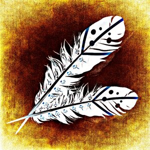Plumage colorful Free illustrations
