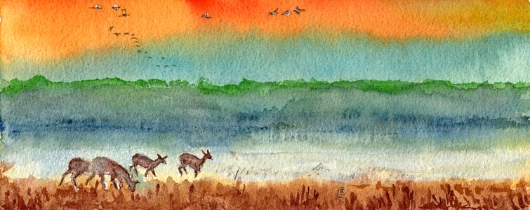 Evening deer Free illustrations