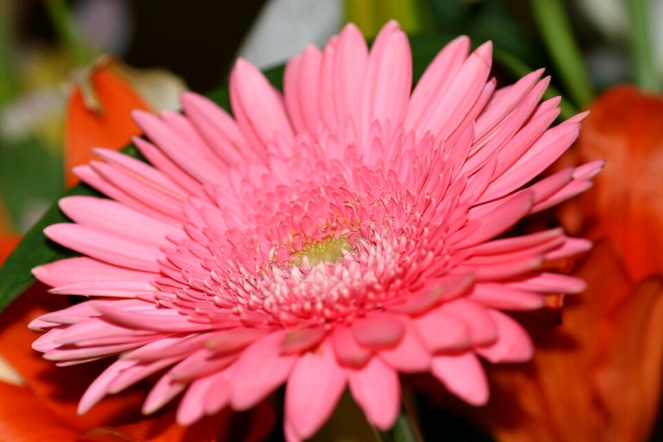 Aster pink aster Free illustrations