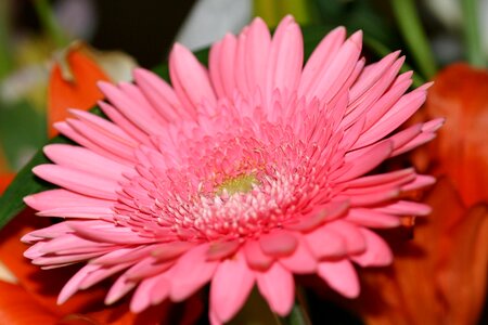 Aster pink aster Free illustrations