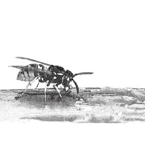 Insect close up nature