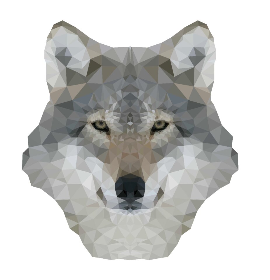 Canine predator wild