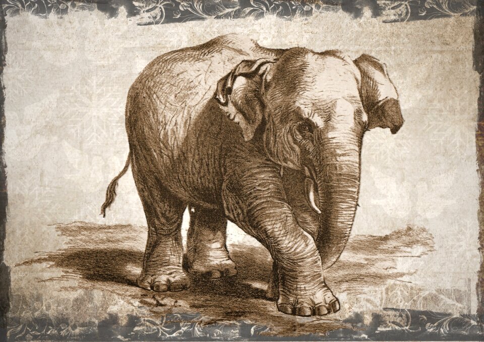 Wild nature drawing