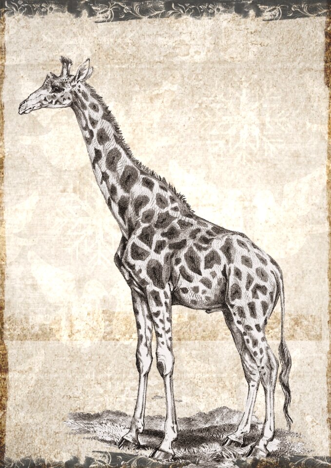 Wild nature herbivore