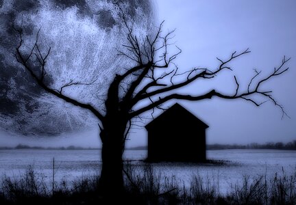 Night nature forest