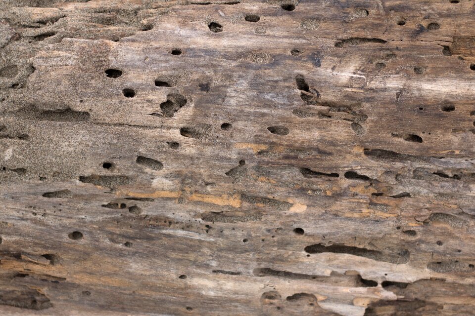Background weathered wood nature
