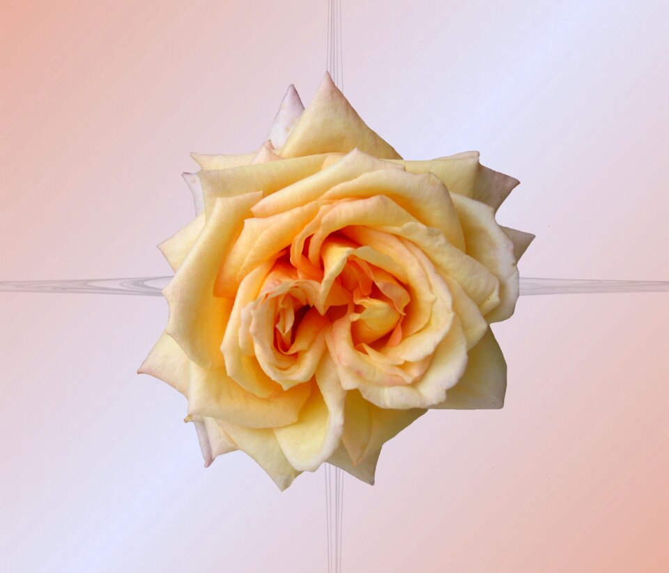 Bloom pink orange