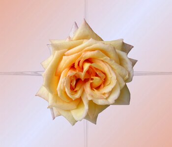 Bloom pink orange