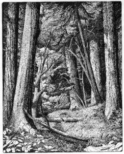 Giant trees forestry black and white