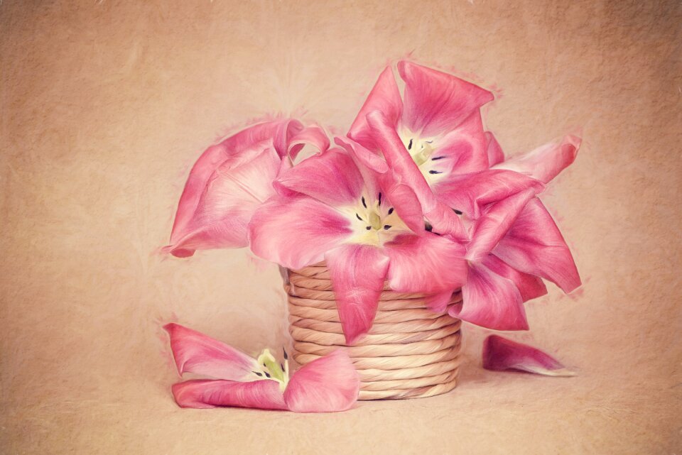 Flowers tulip flower petals