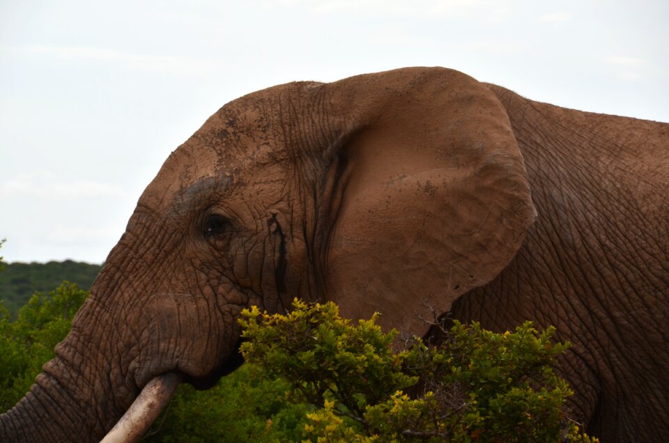 Rut africa safari