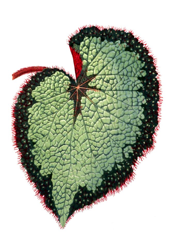 Begonia nature plant