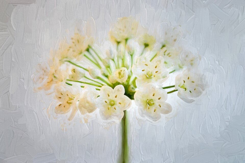 Flowers leek flower Free illustrations