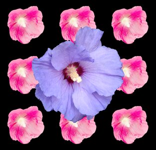 Malvenartig pink blue