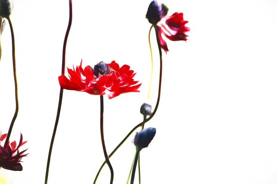 Paint flowers red