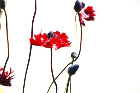 Paint flowers red