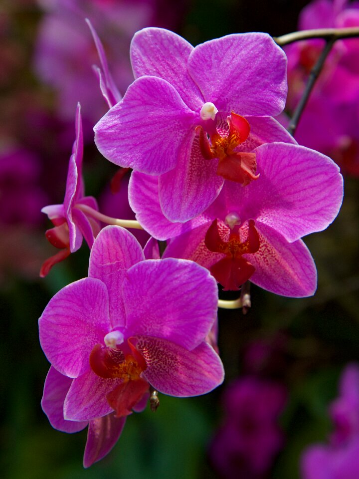 Bloom violet Free illustrations