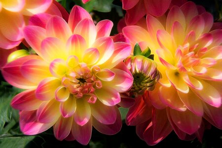 Shining manipulated bloom