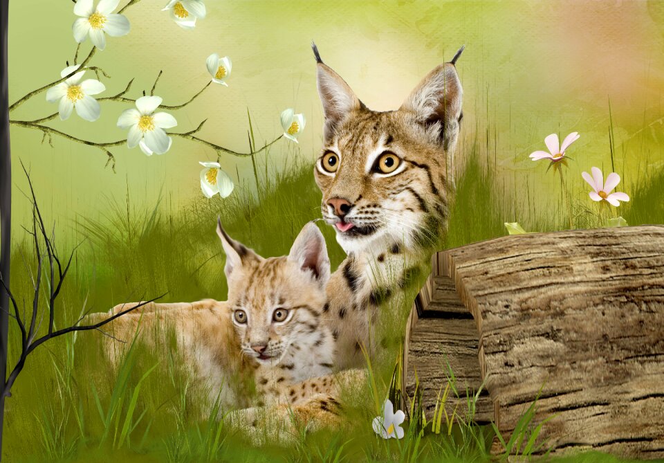 Nature arrangement Free illustrations