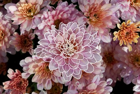 Nature pink garden