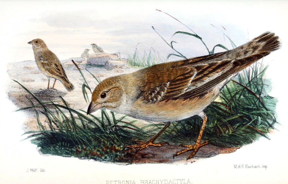 Outdoors songbird birdwatching