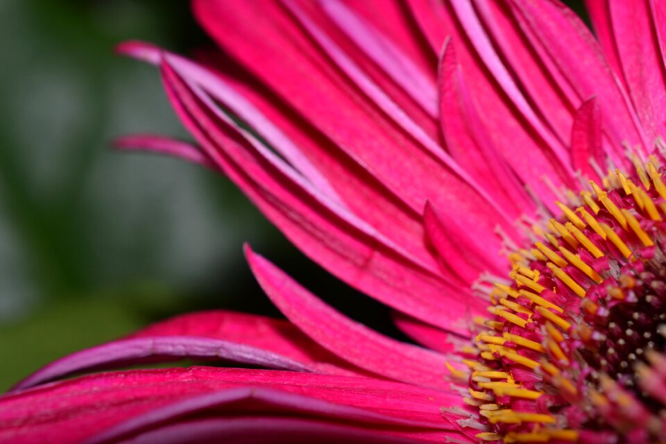 Pink bloom Free illustrations