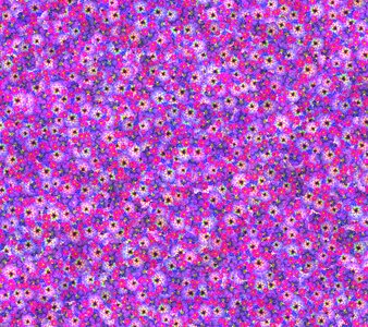 Daisy purple white